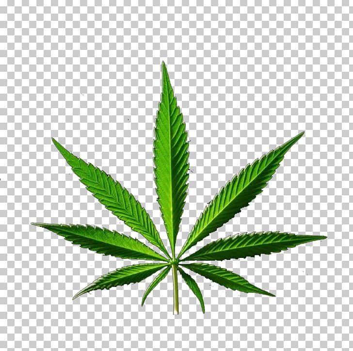 Medical Cannabis Hemp PNG, Clipart, Cannabis, Cannabis Smoking, Drug, Eucalyptus, Hash Oil Free PNG Download
