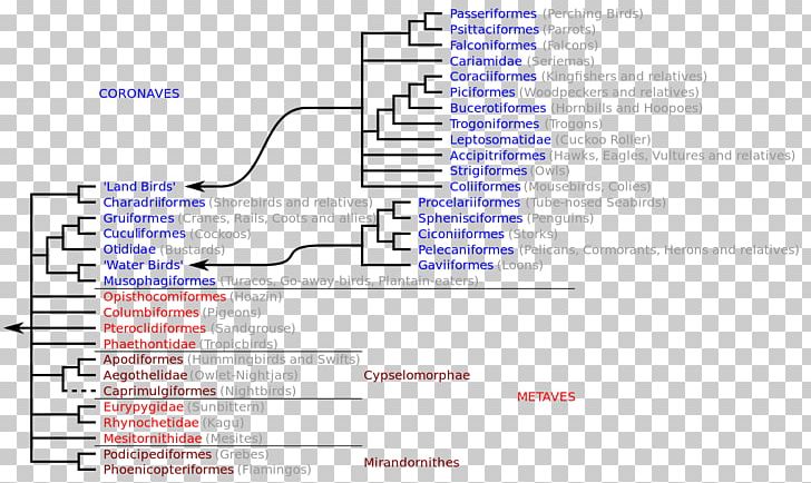 Bird Neoaves Cladogram Owl Phylogenetic Tree PNG, Clipart, Angle, Animal, Animals, Area, Bird Free PNG Download