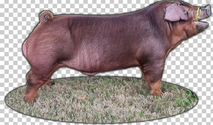 Duroc Pig Breed Industry Snout PNG, Clipart, Breed, Dog Breed, Dog Like Mammal, Domestic Pig, Duroc Pig Free PNG Download