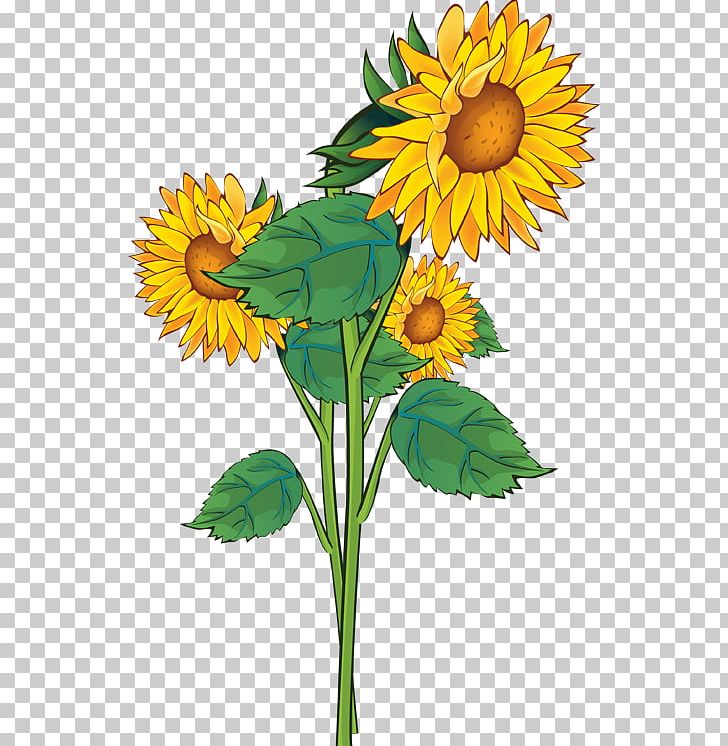 Free Content Website PNG, Clipart, Annual Plant, Cut Flowers, Daisy Family, Download, Floral Design Free PNG Download