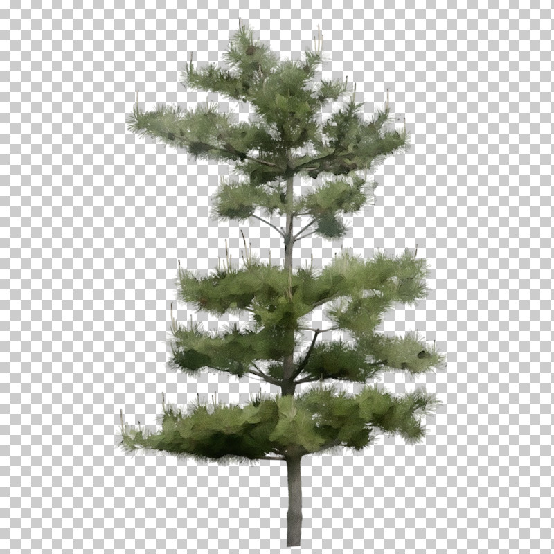 Tree Balsam Fir Shortleaf Black Spruce White Pine Yellow Fir PNG, Clipart, Balsam Fir, Jack Pine, Lodgepole Pine, Oregon Pine, Paint Free PNG Download