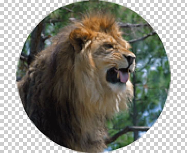 East African Lion Roar Photography PNG, Clipart, Animals, Big Cats, Black And White, Carnivoran, Cat Like Mammal Free PNG Download