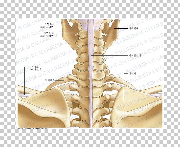 Finger Neck Ligament Bone Anatomy PNG, Clipart, Abdomen, Anatomy, Angle, Arm, Bone Free PNG Download