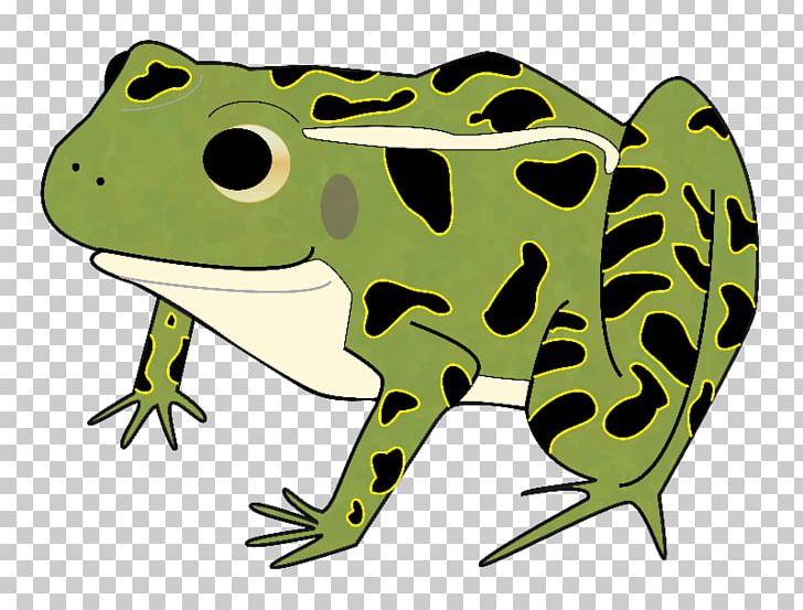 American Bullfrog Toad Leopard Frogs PNG, Clipart, American Bullfrog, Amphibian, Amphibians, Bullfrog, Edible Frog Free PNG Download