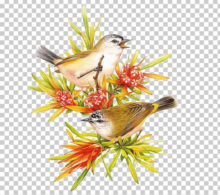 Australia Bird Painting Art PNG, Clipart, Animals, Art, Artist, Australia, Bird Free PNG Download