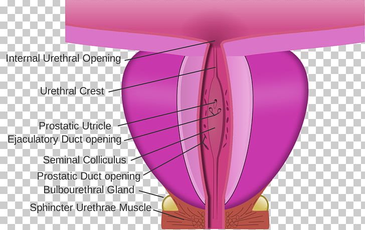 Ejaculatory Duct Prostate Prostatic Urethra Prostatic Utricle Seminal Colliculus PNG, Clipart, Angle, Bulbourethral Gland, Crest, Duct, Line Free PNG Download