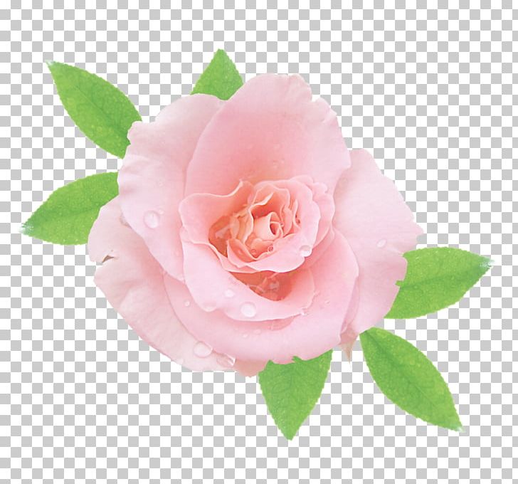 Garden Roses Cabbage Rose China Rose Floribunda Pink PNG, Clipart, Camel, Camellia, China Rose, Closeup, Floribunda Free PNG Download