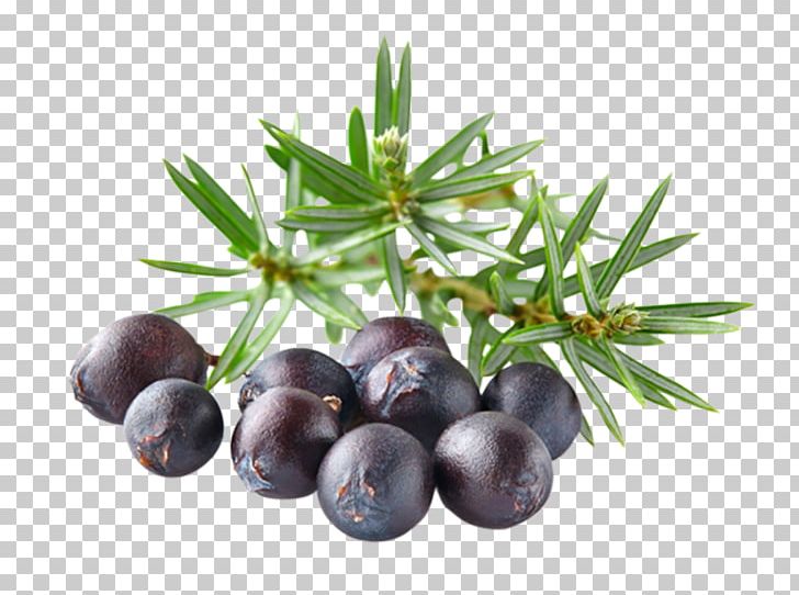 Gin Juniper Berry Oil Distilled Beverage PNG, Clipart, Agathosma Betulina, Aromatherapy, Berry, Bilberry, Blueberry Free PNG Download
