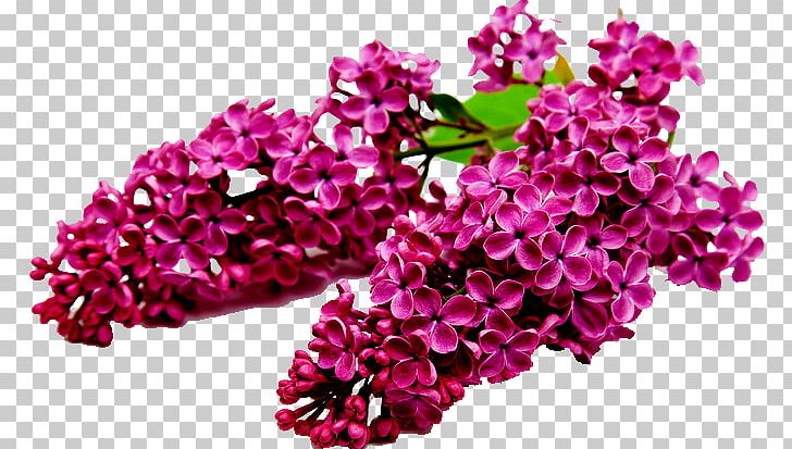 Lilac Shrub Flower Seed Tree PNG, Clipart, Common Lilac, Desktop Wallpaper, Flowe, Flower Garden, Garden Free PNG Download