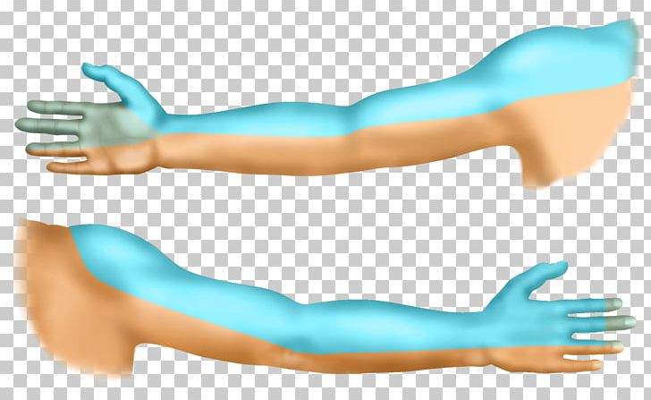 Living Room Shoulder Supraclavicular Nerves Arm Brachial Plexus PNG, Clipart, Abdomen, Anesthesia, Aqua, Arm, Axillary Nerve Free PNG Download