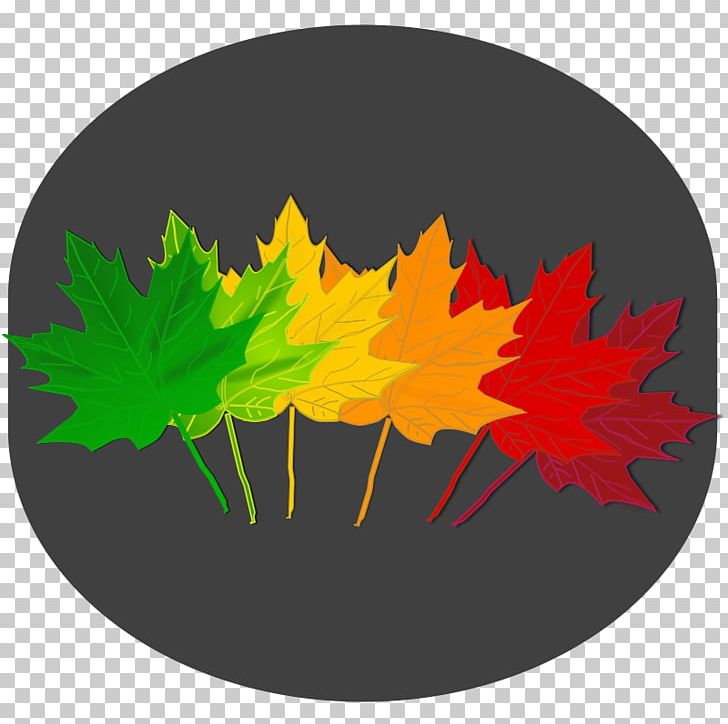 Maple Leaf Norway Maple Red Maple PNG, Clipart, Autumn Leaf Color, Computer Icons, Drawing, Japanese Maple, Leaf Free PNG Download
