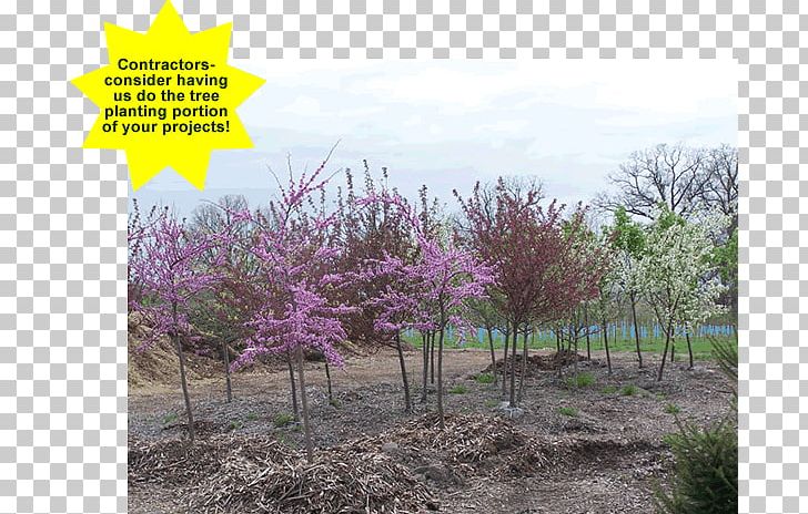 Tree Planting Landscaping Landscape Flower PNG, Clipart, Branch, Eastern Redbud, Evergreen, Flora, Flower Free PNG Download