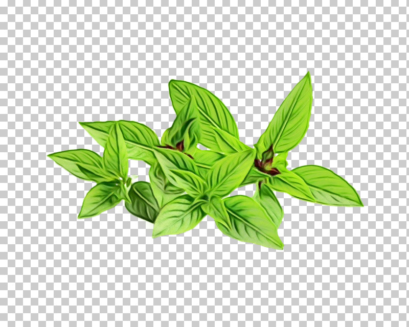 Neem Tree PNG, Clipart, Azadirachta, Bark, Chinaberry, Extract, Herb Free PNG Download