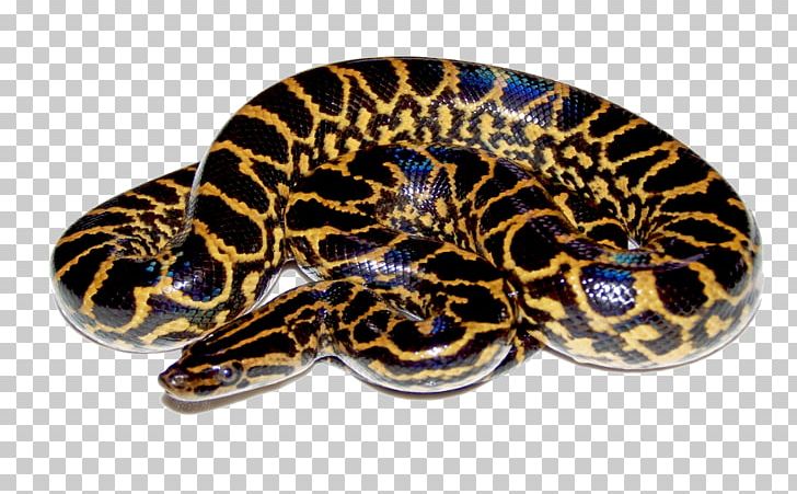 Anaconda PNG, Clipart, Anaconda Free PNG Download