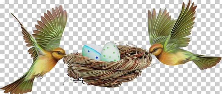 Bird Egg Bird Egg Easter Red Factor Canary PNG, Clipart, Animal, Animals, Atlantic Canary, Beak, Bird Free PNG Download