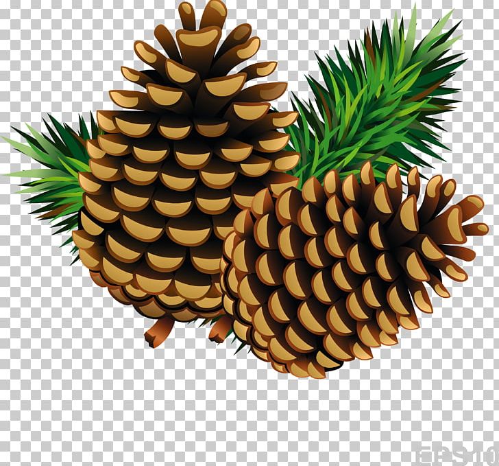 Conifer Cone Pine PNG, Clipart, Ananas, Cartoon, Cedar, Computer Icons, Cone Free PNG Download
