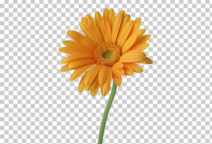 Flower PNG, Clipart, Calendula, Cut, Dahlia, Daisy Family, Encapsulated Postscript Free PNG Download