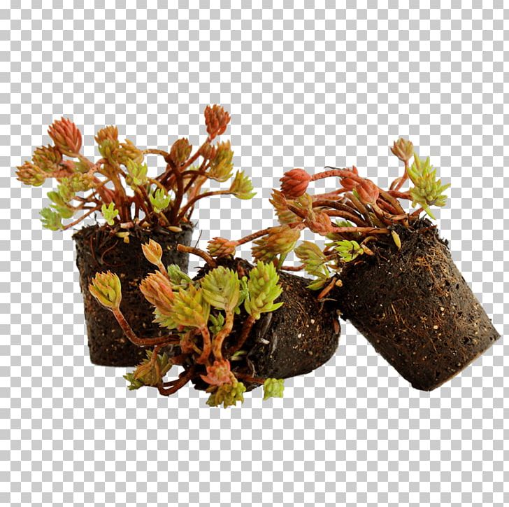 Groundcover Plants Goldmoss Stonecrop Sales Green Roof PNG, Clipart, Aftersalesmanagement, Aquarium Decor, Bedding, Cutting, Flowerpot Free PNG Download