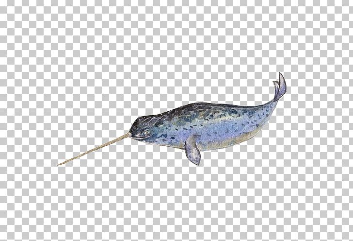 Narwhal Right Whales Painting PNG, Clipart, Animals, Baleen, Beluga Whale, Blue, Blue Whale Free PNG Download