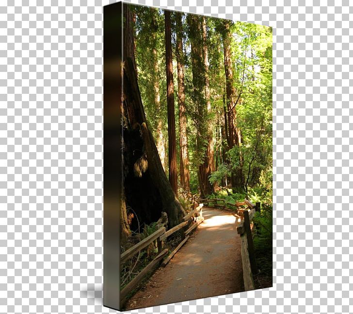 Nature Reserve Gallery Wrap Rainforest Bayou Sunlight PNG, Clipart, Art, Bayou, Canvas, Forest, Gallery Wrap Free PNG Download