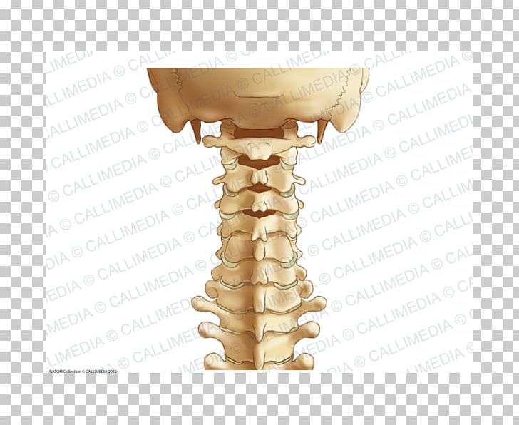 The Cervical Spine Cervical Vertebrae Vertebral Column Ligament Anatomy PNG, Clipart, Alar Ligament, Anatomy, Bone, Cervical, Cervical Spine Disorder Free PNG Download