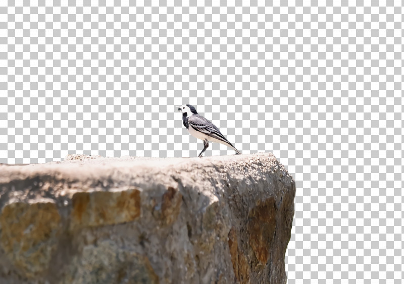 /m/083vt Beak Wood PNG, Clipart, Beak, M083vt, Wood Free PNG Download