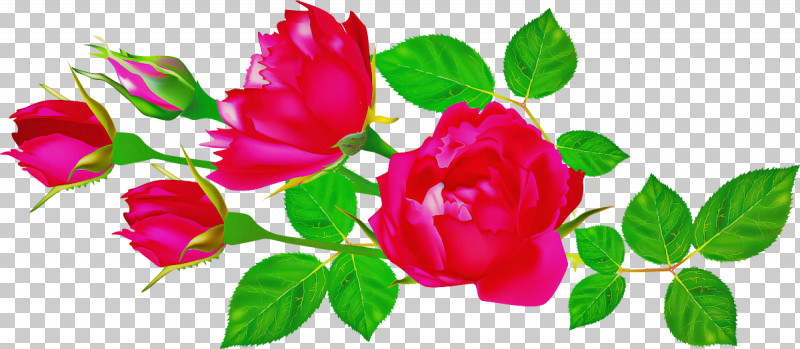 Flowers Roses Valentines Day PNG, Clipart, Floribunda, Flower, Flowers, Garden Roses, Hybrid Tea Rose Free PNG Download