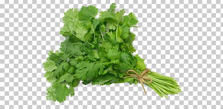 Coriander Salsa Vietnamese Cuisine Herb Taco PNG, Clipart, Bolting, Condiment, Cooking, Coriander, Culantro Free PNG Download