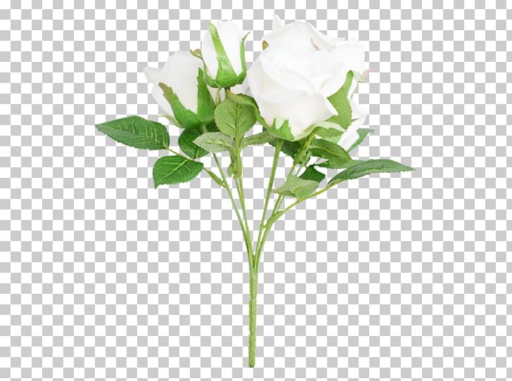 Cut Flowers Rose Family Plant Stem Bud Flowerpot PNG, Clipart, Branch, Branching, Bud, Cut Flowers, Family Free PNG Download