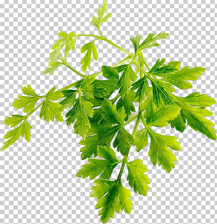 Parsley Coriander Chervil Stock Photography PNG, Clipart, Branch, Chervil, Coriander, Download, Food Free PNG Download