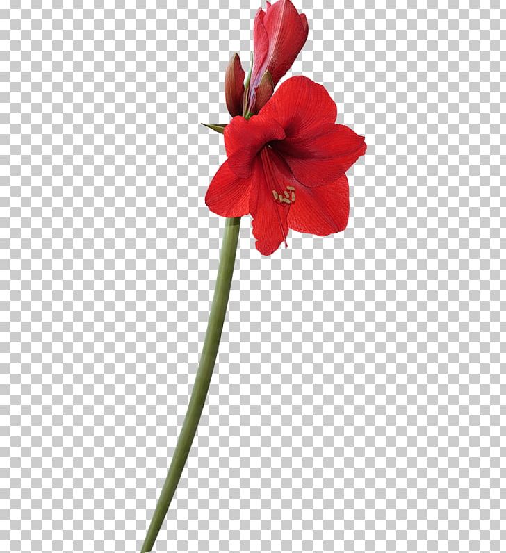 Amaryllis Flower Desktop PNG, Clipart, Amaryllis Belladonna, Amaryllis Family, Cicek Resimleri, Cut Flowers, Fleur Free PNG Download