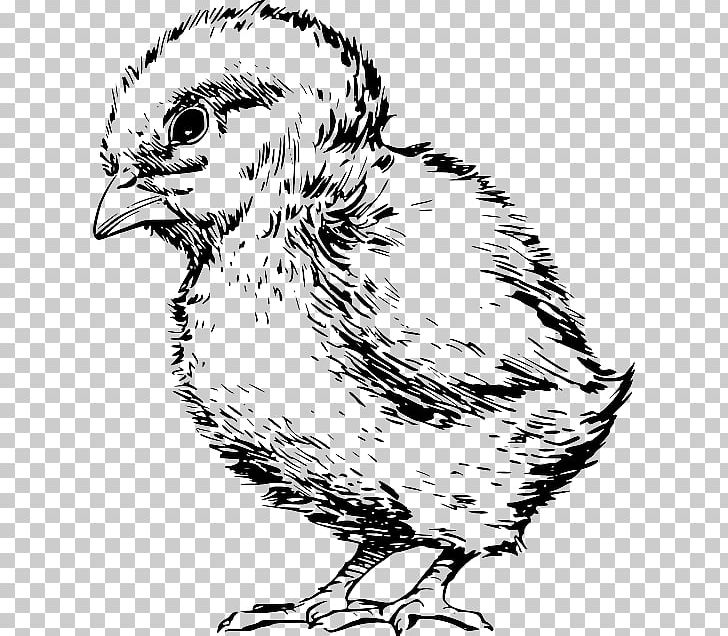 Chicken Drawing Kifaranga PNG, Clipart, Animals, Art, Art Museum, Artwork, Beak Free PNG Download