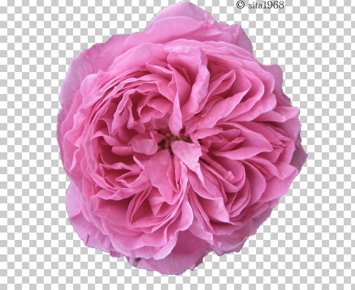 Garden Roses Stock Photography PNG, Clipart, Artificial Flower, Cut Flowers, Depositphotos, Floribunda, Flower Free PNG Download