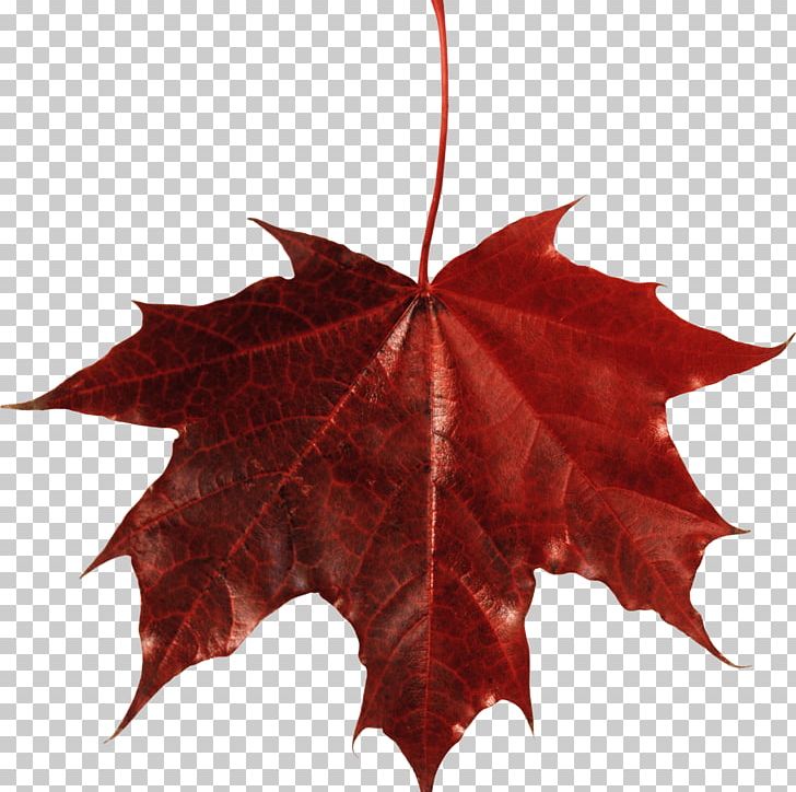 Maple Leaf Autumn Leaf Color PNG, Clipart, Autumn, Autumn Leaf Color, Desktop Wallpaper, Display Resolution, Download Free PNG Download