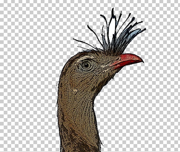 Beak Galliformes Fauna Feather PNG, Clipart, Animals, Beak, Bird, Cuculiformes, Fauna Free PNG Download
