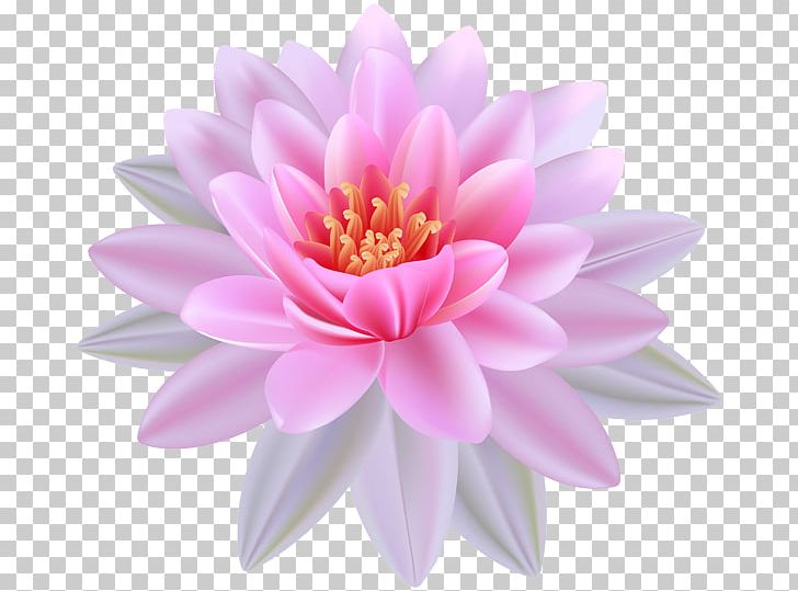 Egyptian Lotus Nelumbo Nucifera Lilium PNG, Clipart, Aquatic Plant, Dahlia, Daisy Family, Desktop Wallpaper, Egyptian Lotus Free PNG Download