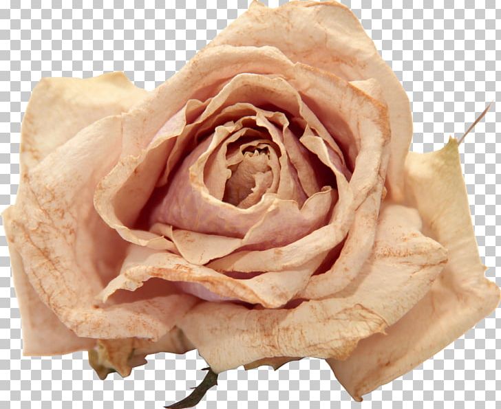 Flower Rose Polyvore PNG, Clipart, Desktop Wallpaper, Download, Encapsulated Postscript, Flower, Garden Roses Free PNG Download