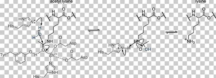 Histone Acetylation And Deacetylation Histone Methylation PNG, Clipart, Angle, Area, Black And White, Chemical Reaction, Cure Free PNG Download