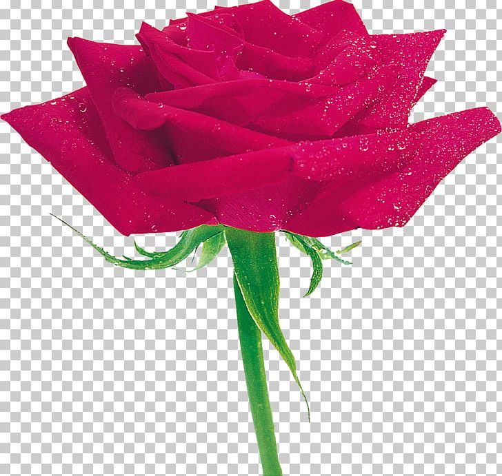 Rosa Multiflora Centifolia Roses Flower Blue Rose Garden Roses PNG, Clipart, Artificial Flower, Blue, Blue Rose, Centifolia Roses, Cut Flowers Free PNG Download