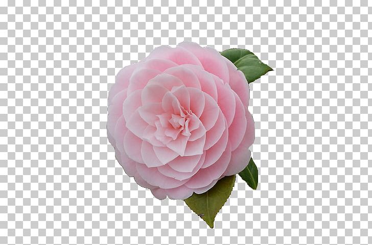 Camellia Pink Flowers Tea Seed Oil PNG, Clipart,  Free PNG Download