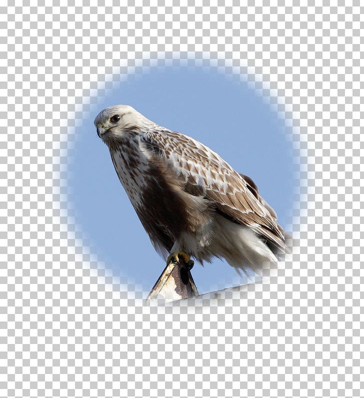 Hawk Rough-legged Buzzard Bird Common Buzzard PNG, Clipart,  Free PNG Download