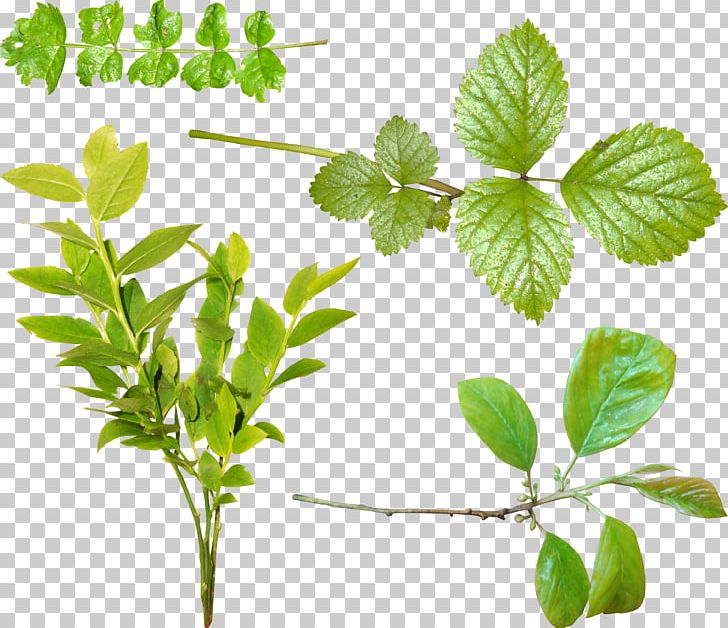 Leaf Green Tea Tree PNG, Clipart, Branch, Camellia Sinensis, Color, Email, Green Free PNG Download