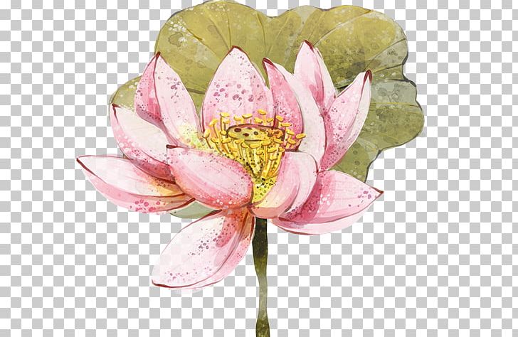 Painted Hand Decorative PNG, Clipart, Adobe Illustrator, Aquatic Plant, Cut Flowers, Decorative, Decorative Material Free PNG Download