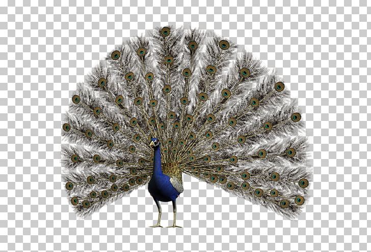 Pavo Feather Asiatic Peafowl PNG, Clipart, Animals, Asiatic Peafowl, Beak, Feather, Galliformes Free PNG Download