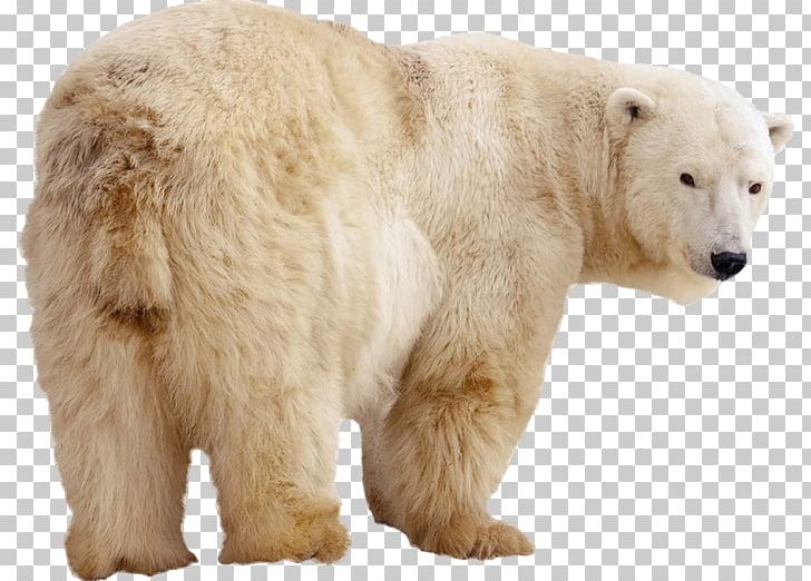 Polar Bear Stock Photography Kodiak Bear Arctic Eurasian Brown Bear PNG, Clipart, Animals, Arctic, Bear, Bears, Brown Bear Free PNG Download