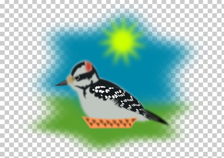 Sparrow Bird Picus PNG, Clipart, Animals, Beak, Bird, Download, Fauna Free PNG Download