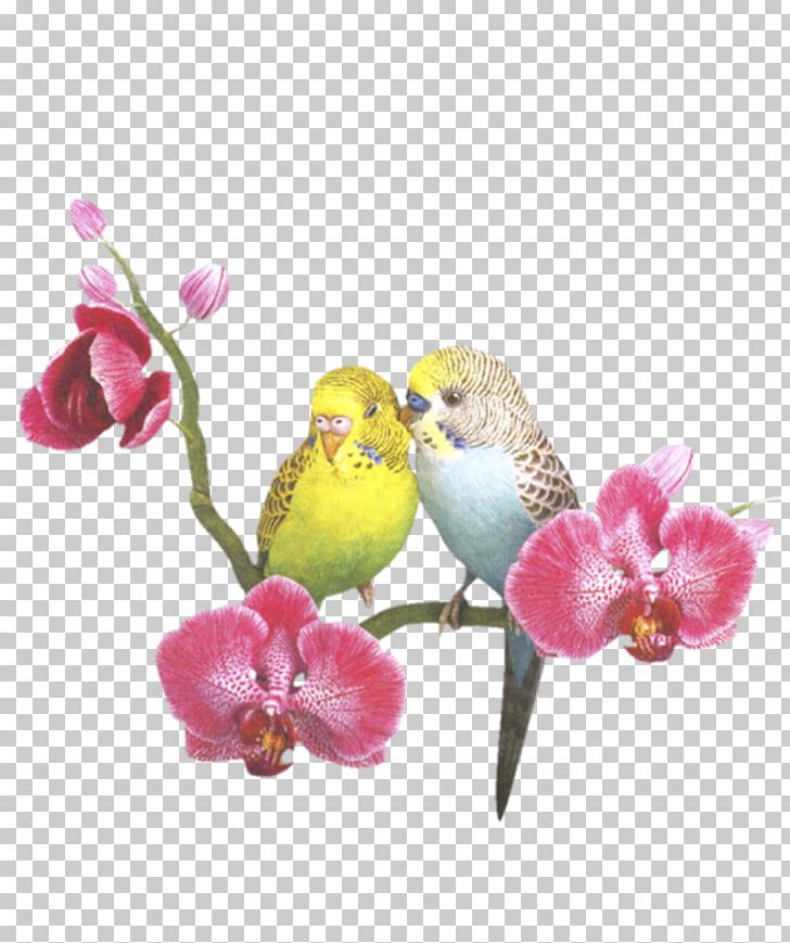 Woman PNG, Clipart, Beak, Bird, Blossom, Couple, Desktop Wallpaper Free PNG Download