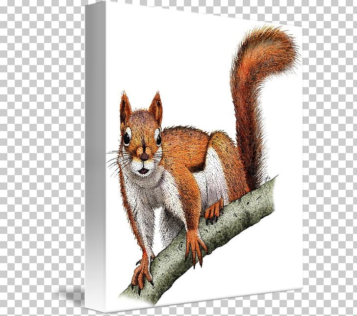 Chipmunk Red Fox American Red Squirrel Fox Squirrel PNG, Clipart, American Red Squirrel, Animals, Art, Artist, Bird Feeders Free PNG Download