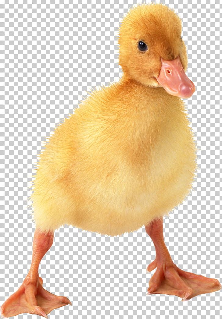 Duck PNG, Clipart, Duck Free PNG Download