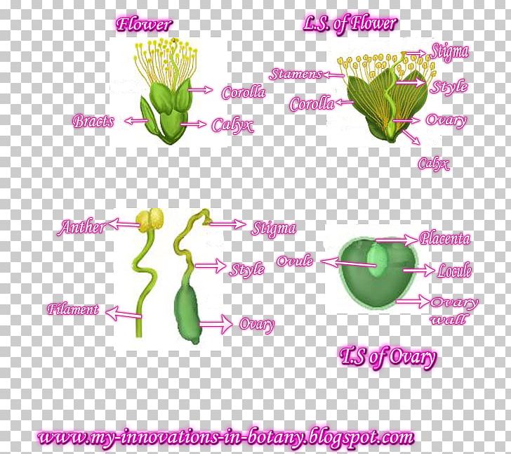 Flowering Plant Line Plant Stem PNG, Clipart, Flora, Flower, Flowering Plant, Food Drinks, Herbaceous Inc Free PNG Download